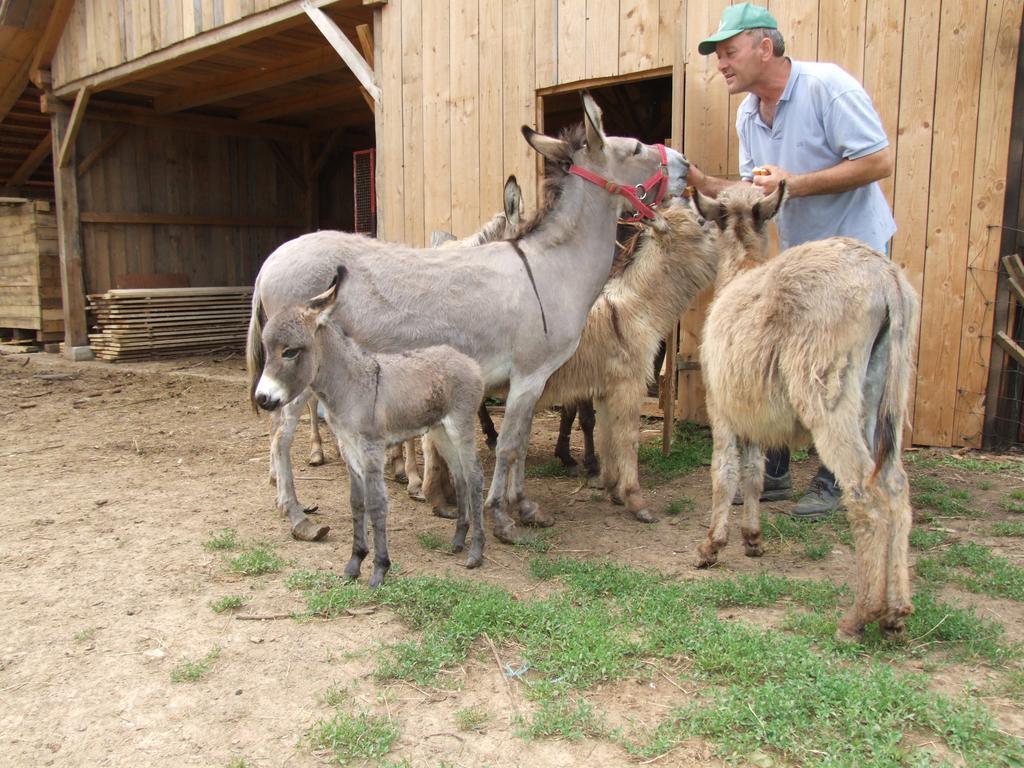 Tourist Farm Ob Izviru Krupe Βίλα Semic Εξωτερικό φωτογραφία
